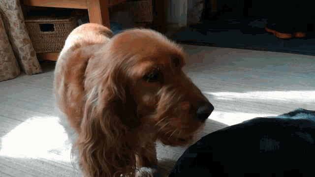 My Dog Lays Down GIF - My Dog Lays Down Cocker Spaniel GIFs