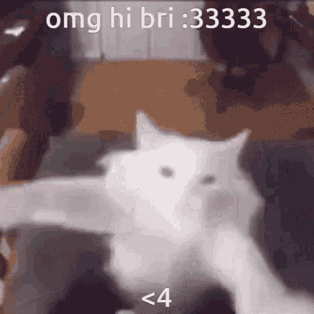 Bri Cat GIF - Bri Cat Silly GIFs