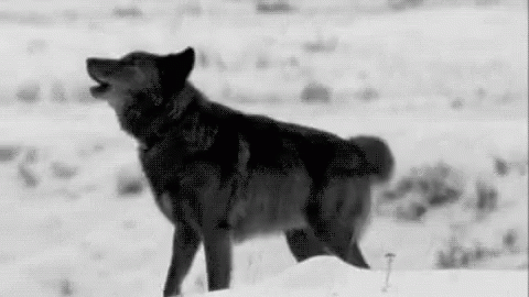 Wolf Howl GIF - Wolf Howl Wolfie GIFs