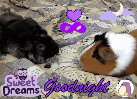 two guinea pigs laying on a bed with the words sweet dreams goodnight