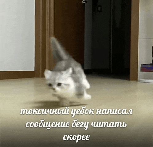 a gray and white cat is running on a wood floor