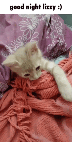 a kitten is laying on a blanket with the words good night lizzy written above it