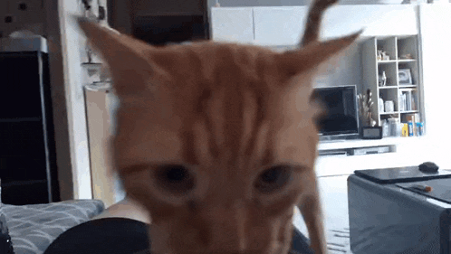 a close up of a cat looking at the camera