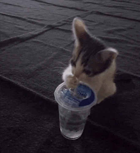 a kitten is drinking water from a plastic cup that says aquafina on it