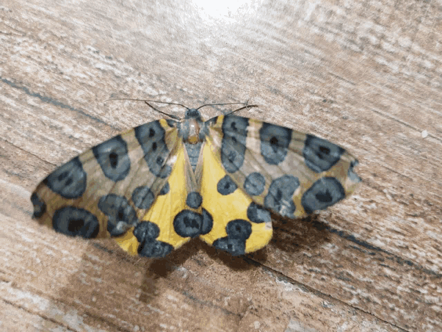 a yellow and black moth is sitting on a wooden table