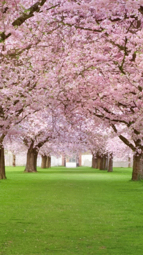 Pink Tree GIF - Pink Tree GIFs