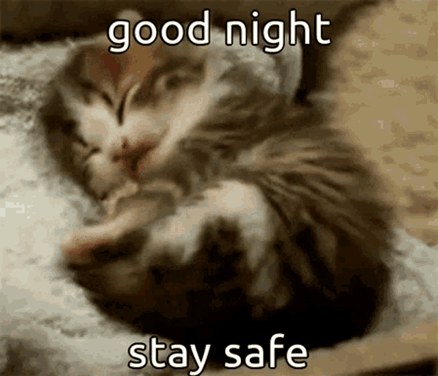 Animals With Captions Good Night Animal GIF - Animals With Captions Good Night Animal Cute Kitten GIFs