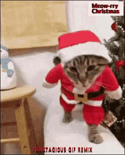 Christmas Cat Funky Xmas Cat GIF - Christmas Cat Funky Xmas Cat Funktagious Cat GIFs