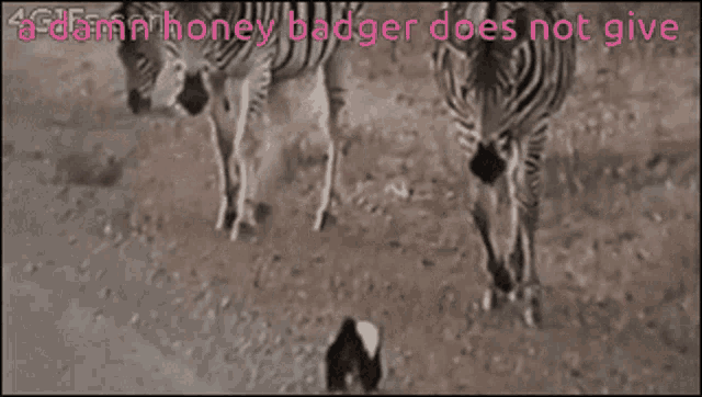 Honey Badger Zebra GIF - Honey Badger Zebra Does Not Give A GIFs