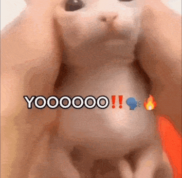 a close up of a cat with the words yoooooo written on it .