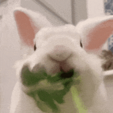a white rabbit is eating a green leaf with its mouth open