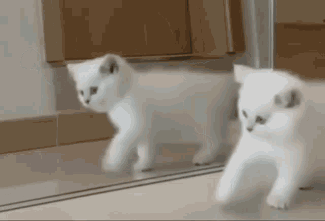 White Kitten White GIF - White Kitten White Kitten GIFs