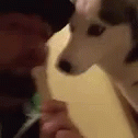 Puppy Husky GIF - Puppy Husky Treats GIFs