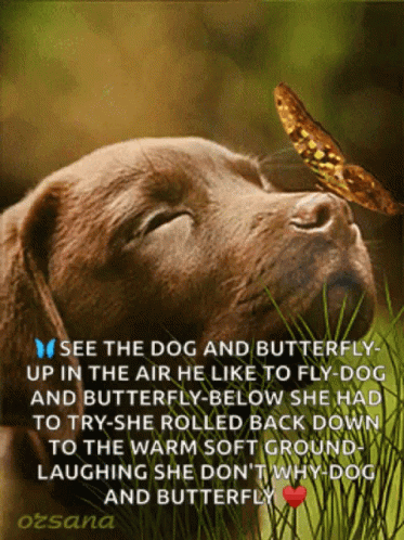 Butterfly Cute GIF - Butterfly Cute Dog GIFs