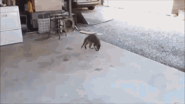 Raccoon Food GIF - Raccoon Food Steal GIFs