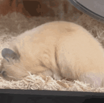 a hamster is sleeping on a pile of wood shavings .