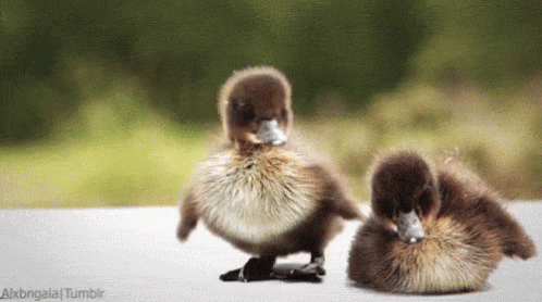 Duck Duckling GIF - Duck Duckling Cute GIFs