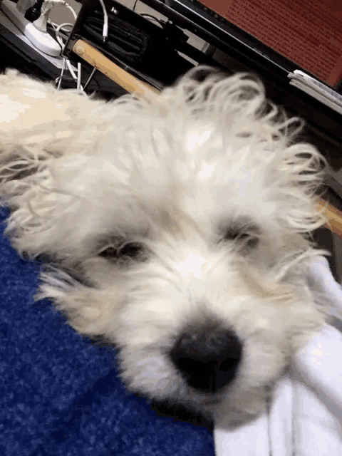 a small white dog is laying on a blue blanket with its eyes closed