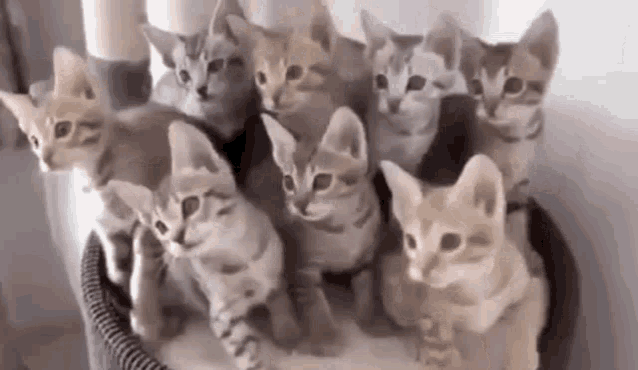 a bunch of kittens are sitting in a basket .