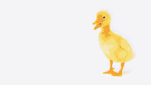 a small yellow duck is standing in front of a sign that says tu es fantastique