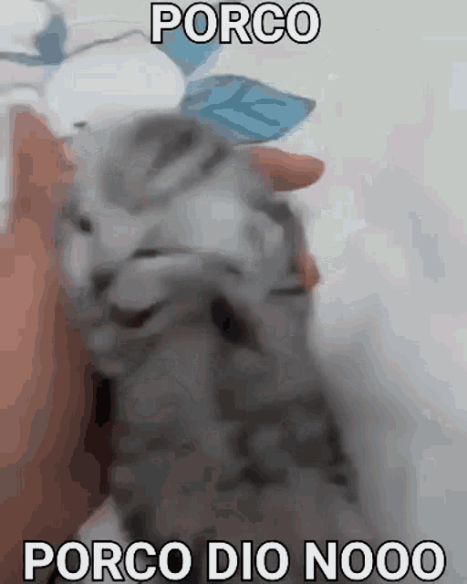 a person is holding a kitten in their hand with a caption that says porco porco dio noo .