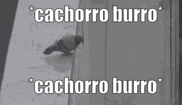 a black and white photo of a pigeon with the words cachorro burro cachorro burro written on it