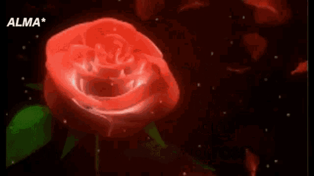 a red rose with the words la felicidad son petalos de written above it