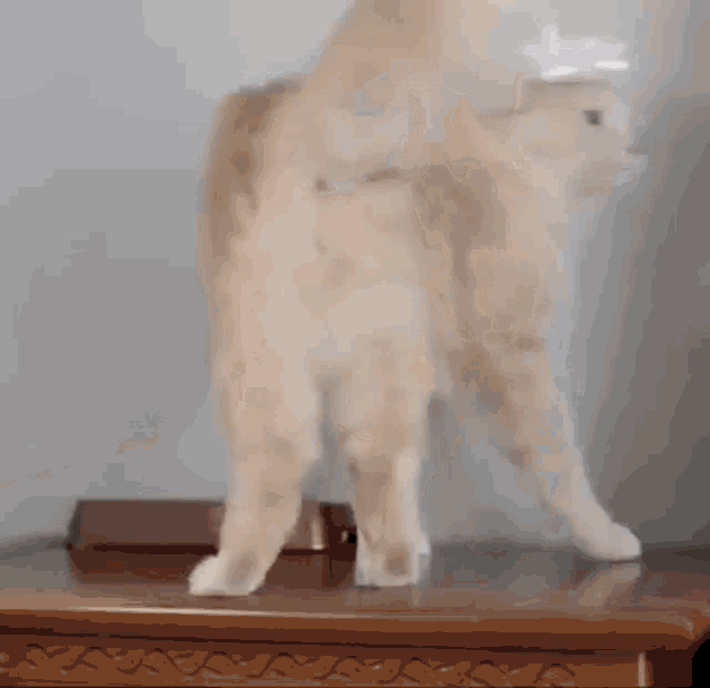 Cat Bow Bow GIF - Cat Bow Bow Bow Cat GIFs