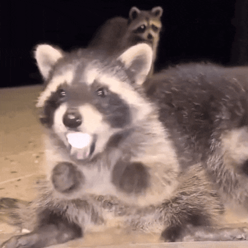 a raccoon is laying on the ground with its tongue out and a piece of cheese in its mouth .