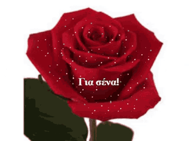 a red rose with a message in a foreign language
