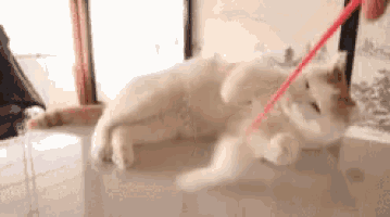 a person is playing with a cat with a red stick .