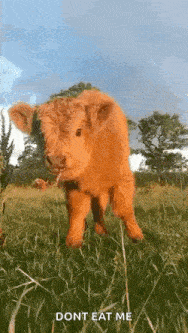 a baby cow is standing in a grassy field and eating grass .