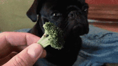 a black pug dog is eating a piece of broccoli from someone 's hand .