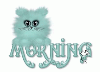 Morning Cats GIF - Morning Cats GIFs