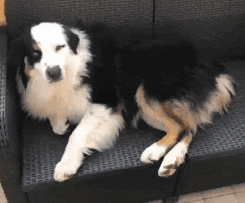 a black and white dog is laying down on a couch