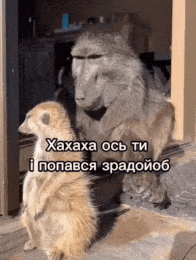 a baboon and a meerkat are standing next to each other in a doorway