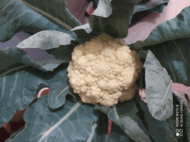 a close up of a cauliflower on a plant with a redmi note 8