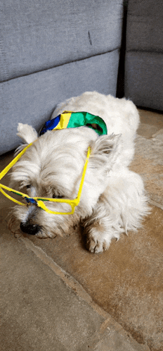 a small white dog wearing glasses and a green yellow and blue ribbon around its neck