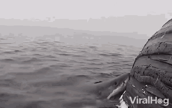 Shark Bite Ocean GIF - Shark Bite Ocean Nature GIFs