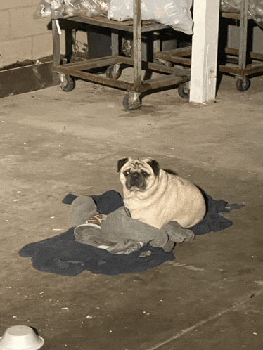 a pug dog is laying on a blanket in a warehouse