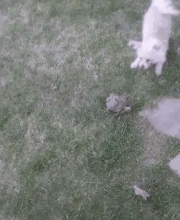 a small white dog is laying on the ground