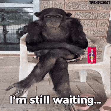 waiting-monkey