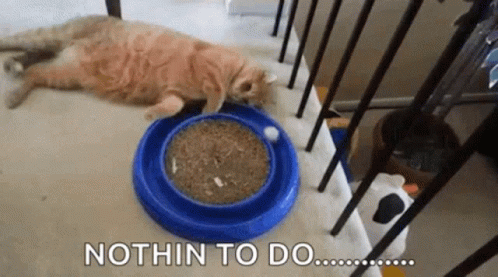 Bored Cat Nothin To Do GIF - Bored Cat Nothin To Do Cat GIFs
