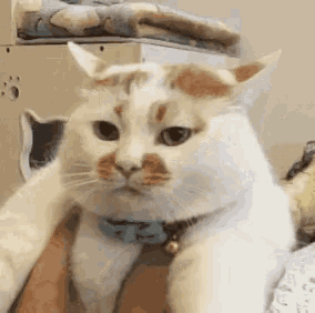 a white cat with a blue collar is sitting on a person 's lap looking at the camera .