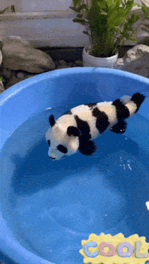 a stuffed panda bear is swimming in a blue bucket of water