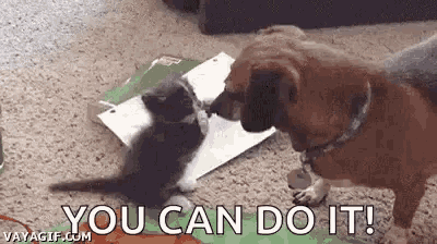 a dog and a kitten are playing with each other and the dog is saying you can do it .