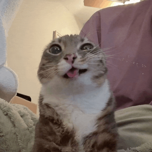a cat sticking its tongue out while looking up