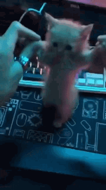 a person playing with a kitten on a dell computer keyboard