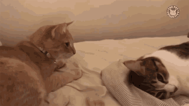 Striking Cat Shocked GIF - Striking Cat Shocked Strike GIFs