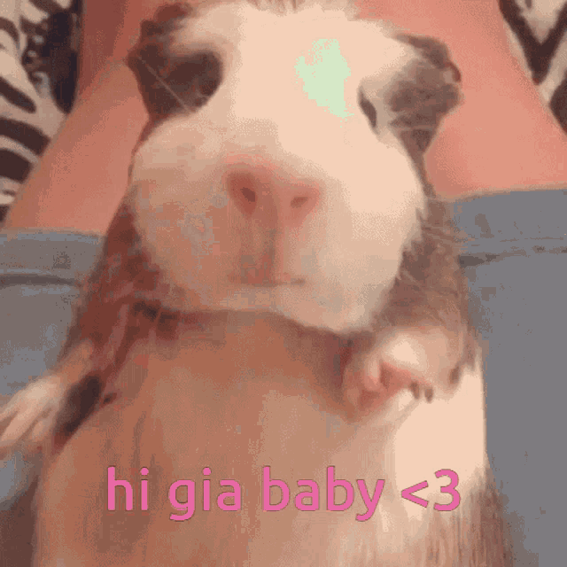 Gia Guinea Pig GIF - Gia Guinea Pig I Love You GIFs